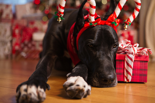 Black giant dog wearing costume reindeer antlers laying in front of Christmas tree