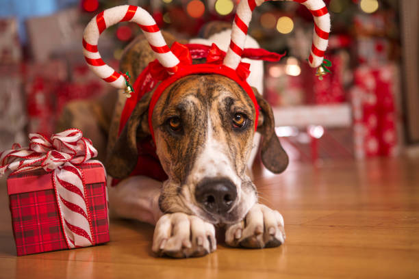 Giant dog wearing costume reindeer antlers laying in front of Christmas tree