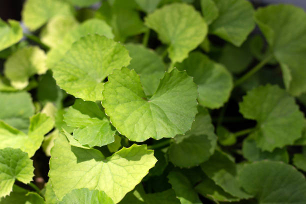 istock Gotu Kola plant growing in a pot 1635339867
