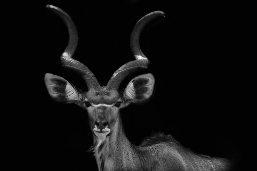 African Kudu bull in light and shadows