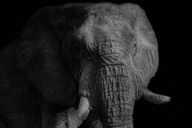 istock African Elephants in the bush in light and shadows 1635352822