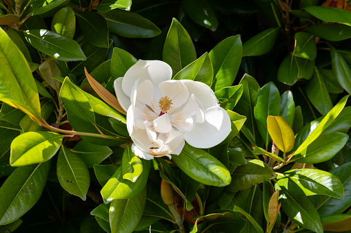 Close up of a southern magnolia (magnolia grandiflora) flower in bloom