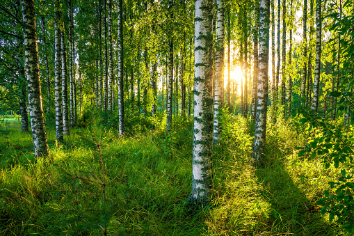 The last rays of the sun filter through the birch forest. A beautiful summer image of a typical Finnish rural landscape.
