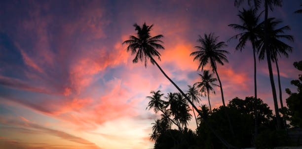 istock Summer with colorful theme as palm trees background as texture frame background 1635355005