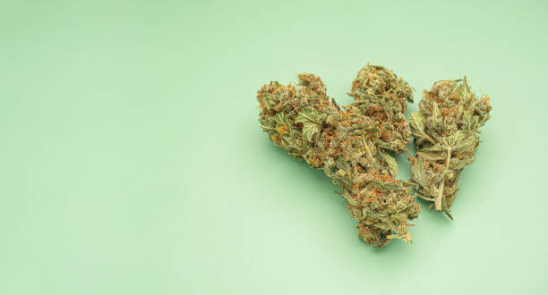 istock Dry cannabis buds flowers on a green background 1635364727