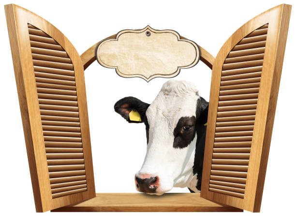 Brown wooden window with open shutters and wooden sill, white and black dairy cow (heifer) looking at the camera, blank label with copy space. Isolated on white background.