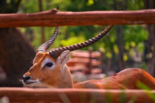 close up photo of an antelope in captivity, taken somewhere in Jawa Tengah province of Indonesia