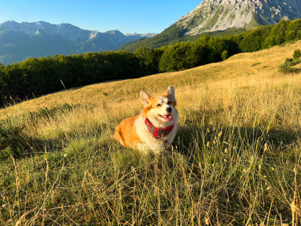 istock A nice corgi dog sits on a hilly field amidst the mountains 1635380108
