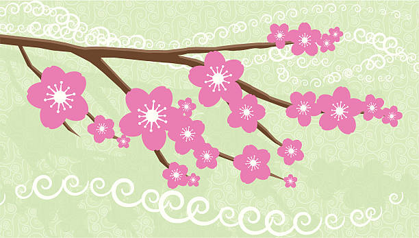Pink cherry blossoms, flower blooms vector art illustration