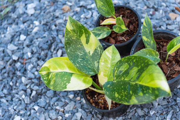 istock Philodendron Green congo Hybrid in the pot 1635396673