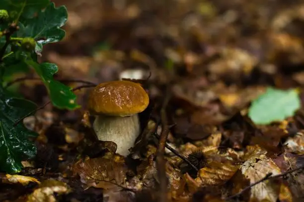 Noble boletus in Polish forest. Porcini mushrooms.
