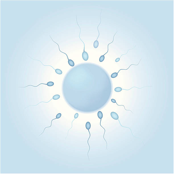 人間の卵 - human sperm eggs human egg sex点のイラスト素材／クリップアート素材／マンガ素材／アイコン素材
