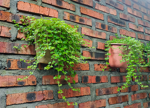 view of green vines in pots hanging on a red brick wall. decorative plants