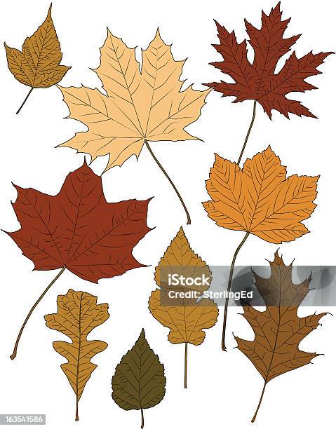 Folhas De Outono Cor - Arte vetorial de stock e mais imagens de Ao Ar Livre - Ao Ar Livre, Branco, Bétula
