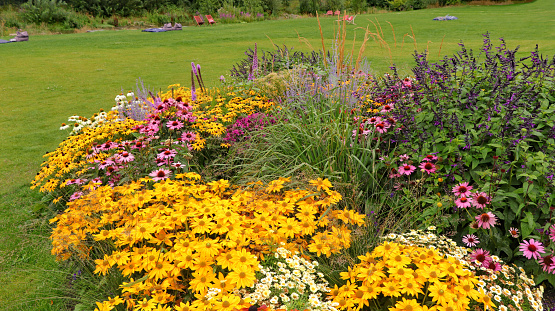 Colorful flowerbed in a park with rudbeckia, echinacea, sage and daisy flowers.