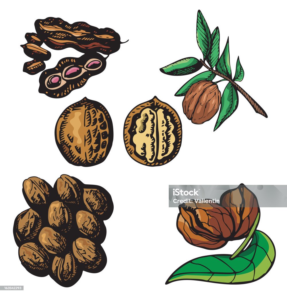 Porca ilustrações I: Nozes e Amendoins (Vector - Royalty-free Amendoim - Alimento arte vetorial