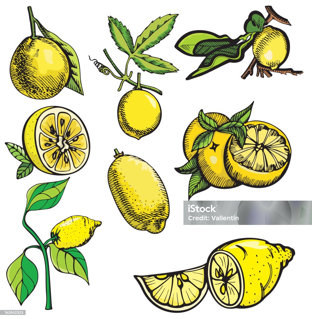 Фрукты иллюстрации XIV: Lemons (вектор - Векторная графика Лимон роялти-фри