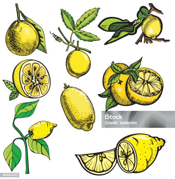 Фрукты Иллюстрации Xiv Lemons Вектор — стоковая векторная графика и другие изображения на тему Лимон - Лимон, Векторная графика, Еда