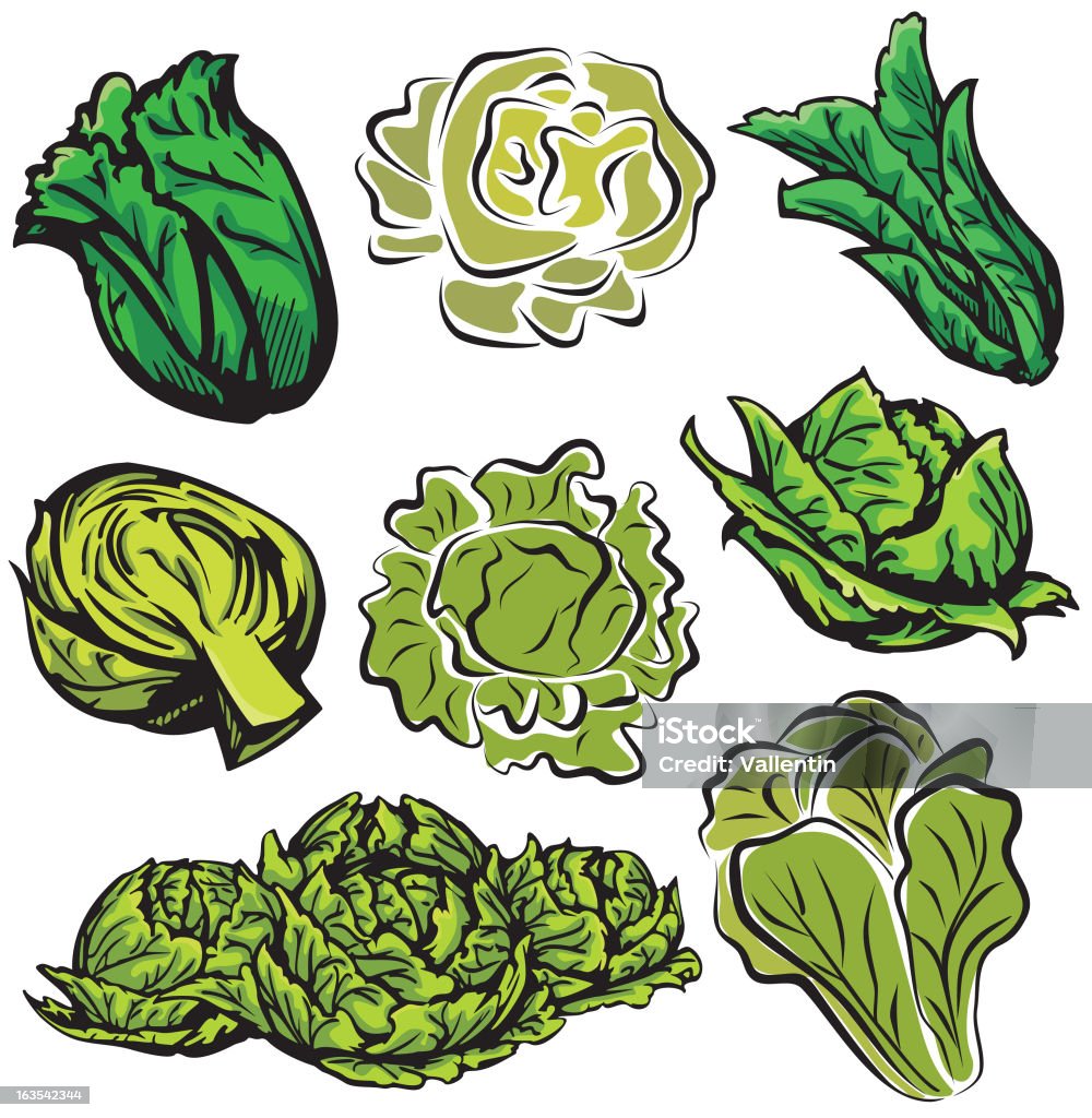 Gemüse Illustrationen XVI: Lettuces und Cabbages (Vektor - Lizenzfrei ClipArt Vektorgrafik
