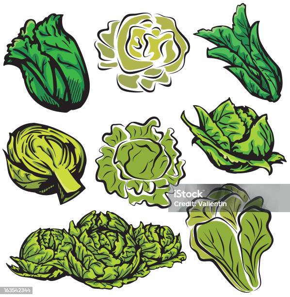 Gemüse Illustrationen Xvi Lettuces Und Cabbages Vektor Stock Vektor Art und mehr Bilder von ClipArt