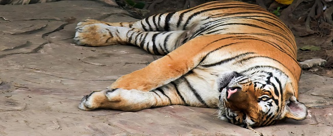 a photography of a tiger laying on the ground with its head on the ground.