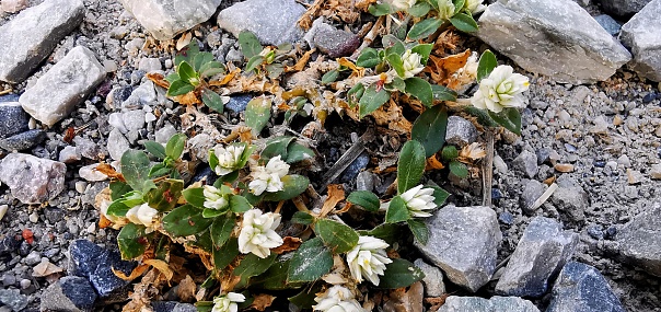 a photography of a plant with white flowers growing out of it.