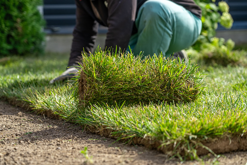 View of unrecognizable gardener fixing sod on field of backyard. Worker laying roll lawn in the garden.