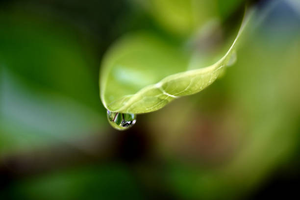 istock Raindrops on green leaf close up shot, Refesh nature background 1635450866
