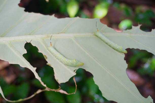 istock Green caterpilar bite giant Taro leaf, Close up shot 1635450874