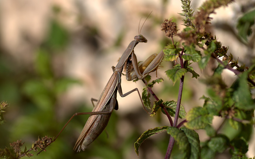 shows a poorly camouflaged brown mantis on a green plant.
