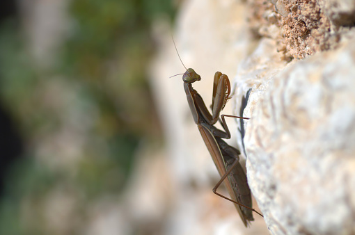 Insect in the garden