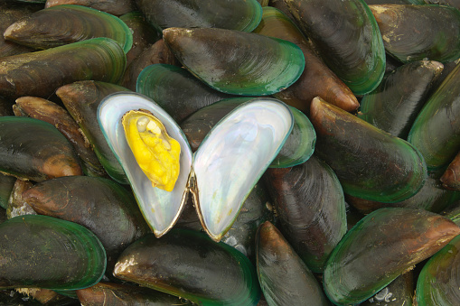 Many fresh raw green mussels background, Perna Viridis, Green-lipped mussels. One mussel open.