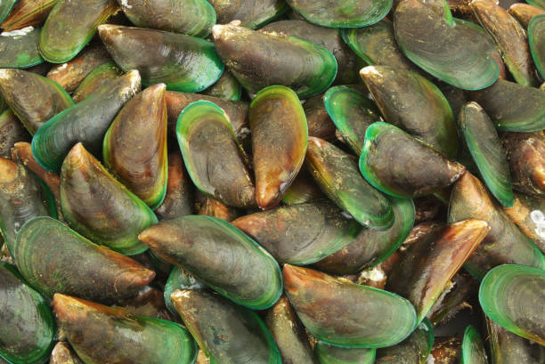 istock Fresh raw green mussels background 1635460951