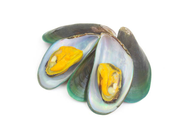 istock Green mussels isolated on white background 1635462000