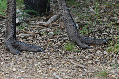 Close up of Emu feet