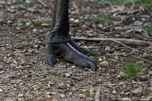 Close upmof an Emu foot