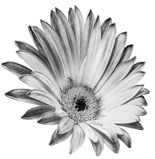istock Chrysanthemum flower  on white isolated background. Closeup.  Nature. 1635473937
