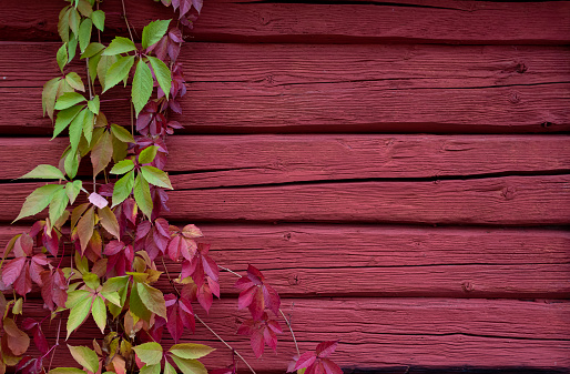 Red and green ivy leaves on a red wooden wall with copy space