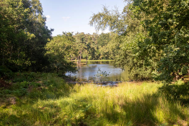 istock A pond in the Woods 1635479382