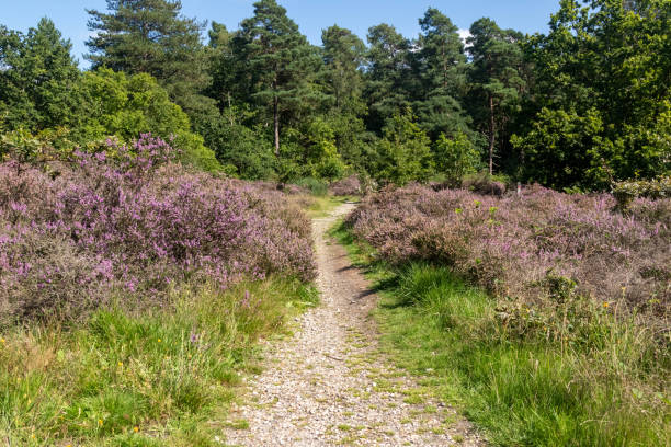 istock Hiking in publicly owned woodland 1635483057