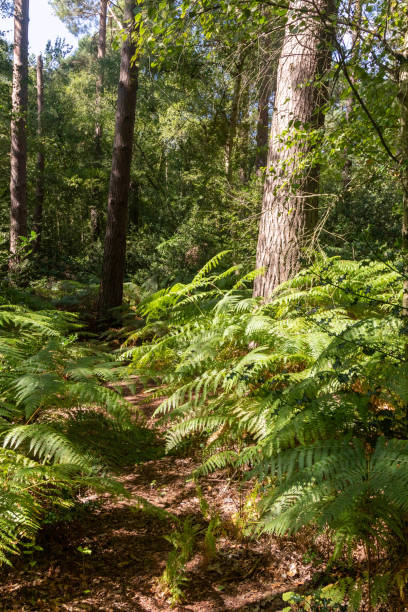 istock Hiking in publicly owned woodland 1635484121