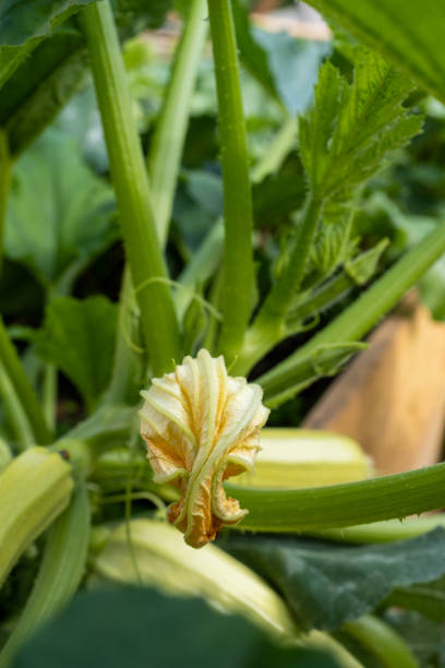 istock Zucchini flower close up medium leaf, zucchini blossom. 1635494279