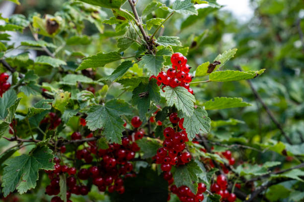 istock Useful red berries grown in the garden. 1635498386