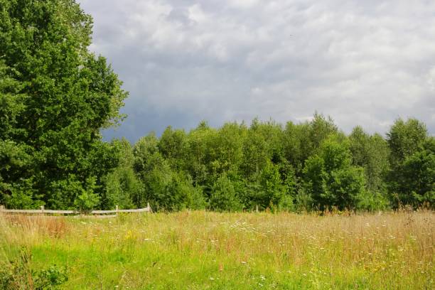 Expansive field with tall green grass and scattered yellow flowers under a vibrant blue sky. Large, fluffy cumulus clouds are prominently featured, creating a dramatic view. In the distance, trees line the horizon, while power lines and signs are visible, hinting at nearby infrastructure. The scene conveys a tranquil yet dynamic atmosphere, blending natural beauty with subtle human presence.