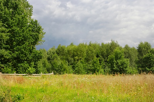 Meadow landscape in countryside