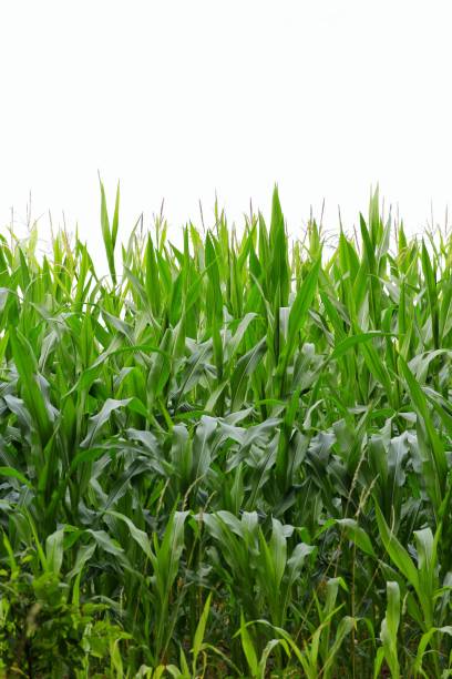 istock A close up of corn plant on a field 1635499628