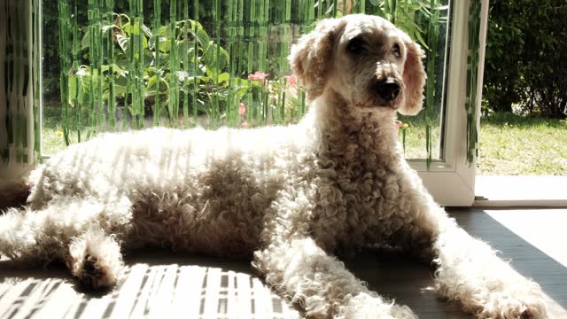 A large breed of dog with curly hair lies near the window on a sunny day. The big royal poodle is resting. Dog home life.