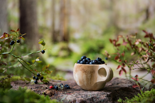 Traditional Finnish wooden cup Kuksa filled with blueberries, against the backdrop of the Scandinavian landscape in early autumn. Berry season in Northern Europe