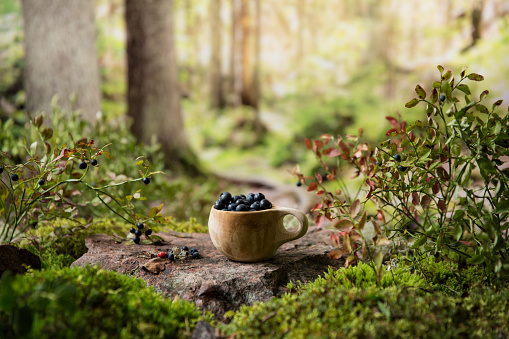 Traditional Finnish wooden cup Kuksa filled with blueberries, against the backdrop of the Scandinavian landscape in early autumn. Berry season in Northern Europe
