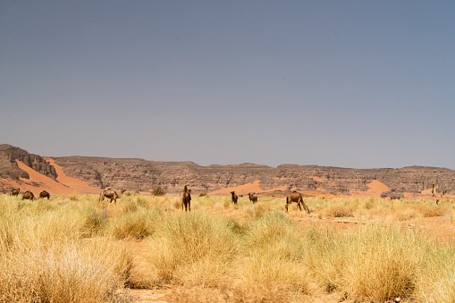 Desert landscape of dunes in Douz,Tunisia